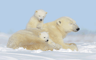 Vancouver, Alaska - The Ultimate Grizzly & Polar Bear Viewing Vancouver, Alaska - The Ultimate Grizzly & Polar Bear Viewing