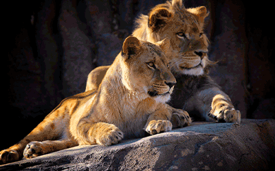 Honeymoon Luxury Safari
