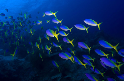 Khao Lak khao-lak-diving.jpg