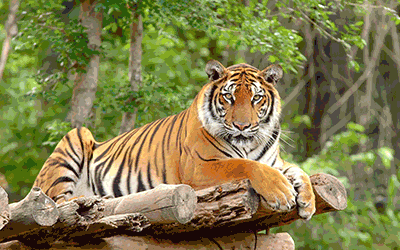 North - Majestic Tigers and Romance of Taj