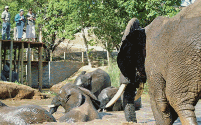 African Wanderer Safari & Mauritius African Wanderer Safari & Mauritius
