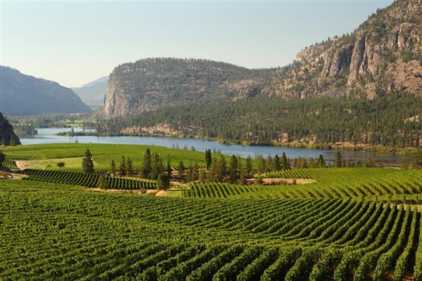 okanagan valley vineyard (Small).jpg