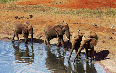 Wild Tsavo & South Beach Wild Tsavo & South Beach