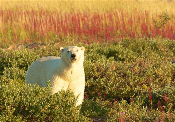The Great Ice Bear Adventure Dymond Lake Lodge polar-bear-viewing-churchill-manitoba.jpg