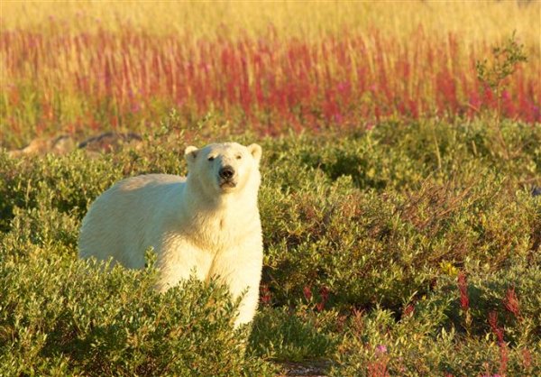 polar-bear-viewing-churchill-manitoba.jpg