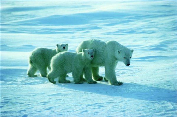 The Great Ice Bear Adventure Dymond Lake Lodge polarbear-viewing-churchill-manitoba.jpg