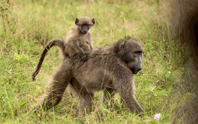 Best Of Cape Town, Winelands & Kruger Safari Best Of Cape Town, Winelands & Kruger Safari