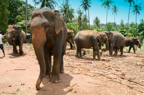 Sri Lanka sri-lanka-elephant.jpg
