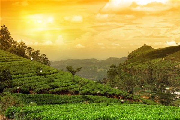 Kolkata Darjeeling and Sikkim Panorama tea plantation_172176446 (Small).jpg