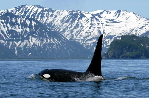 vancouver-killer-whale.jpg