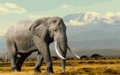 A-Kenya-Odyssey-Mara-Mombasa-Coast_pk33457_1.gif