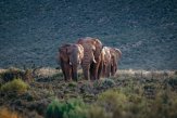 Aquila-Game-Reserve-Winter-Safari-Cape-Town-2024-Elephants-1_pk32734_1.jpg