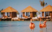 Aruba's-Beachfront-Island-Flamingos_pk35876_1.jpg