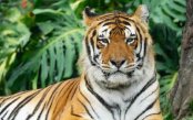 Best-of-Assam-Wildlife-Heritage_pk35606_1.jpg