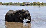 Big-5-Safari-Mauritius_pk28979_1.gif