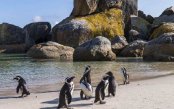 Cape-Town-Peaks-Plains-Penguins_pk35630_1.jpg