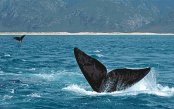 Capetown-1-_pk32885_1.gif