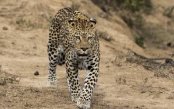 Eastern-Cape-Safari-Camps-Bay_pk35474_1.jpg