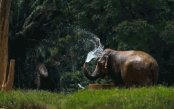 Elephants-Hills-Couple-Deal_pk33412_1.gif