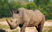 Entabeni-Wildside-Safari-Camp_pk35621_1.jpg