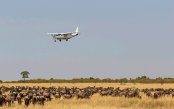GIRAFFE-MIGRATION-HONEYMOON-SAFARI_pk29351_1.gif