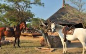 Horse-Riding-Safari-Experience_pk34965_1.jpg