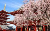 Japan's-Golden-Route-plus-Hakone-1-_pk35422_1.jpg