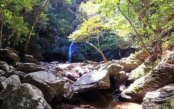 Japan-Okinawa-Cherry-Blossom-Tokyo-1-_pk35162_1.jpg