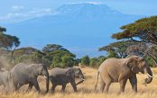 Kenya-Sopa-safari-Mauritius_pk26537_1.gif