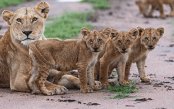 Kenya-Wildlife-Safari-Zanzibar-1-_pk27979_1.gif