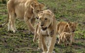 Ngorongoro-Crater-safari-Zanzibar_pk35143_1.jpg