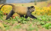 Private-Roaming-Rwanda-Safari-Consumer-banner_pk35192_1.jpg