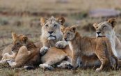 Private-Taste-Of-Kenya-Safari-Coast-1-_pk35594_1.jpg
