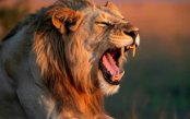 Private-Taste-Of-Kenya-Safari-Coast_pk34878_1.jpg