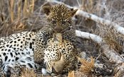 SPECTACULAR-SOUTH-AFRICA_pk24369_1.gif