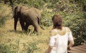 Safa_pk32887_1.gif