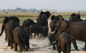 Safari_pk29612_1.gif