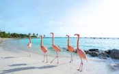 Sapphire-Sea-Dreams-The-Ultimate-Caribbean-Collection_pk35164_1.jpg
