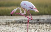 Scheduled-Kenya-Tanzania-Big-5-Safari_pk35198_1.jpg
