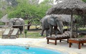 Selous_pk33689_1.gif