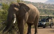 South-Africa-Zambia-Safari_pk35627_1.jpg