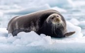 Svalbard-Arctic-Wilderness-Expedition_pk35186_1.jpg