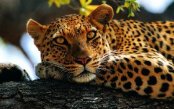 The-Real-Deal-Luxury-Africa_pk35624_1.jpg