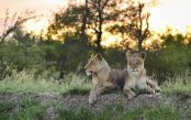 The-Ultimate-Greater-Kruger-Cape-Town-1-_pk34825_1.jpg