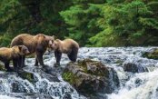 Totems-Tidewaters-A-Great-Bear-Rainforest-Expedition_pk35102_1.jpg