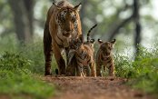 Travelpack-Jungle-Book-Tour-Romantic-Taj-Mahal_pk29414_1.gif