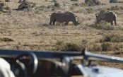 Untamed_pk33530_1.gif
