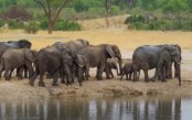 Victoria-Falls-The-Hwange-Elephants_pk34449_1.jpg