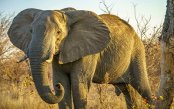 africa_pk29634_1.gif