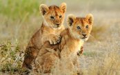 lion_pk29608_1.gif